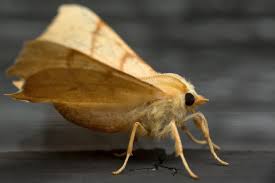 Attēlu rezultāti vaicājumam “Ennomos erosaria”