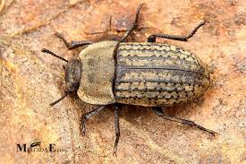 Attēlu rezultāti vaicājumam “Opatrum sabulosum”