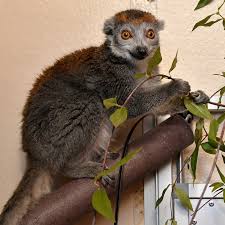 Attēlu rezultāti vaicājumam “Lycogala confusum young”