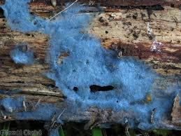 Attēlu rezultāti vaicājumam “Byssocorticium atrovirens”