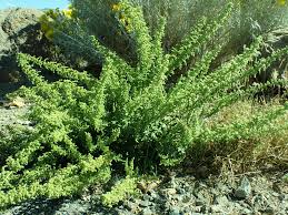 Image result for Chenopodium botrys