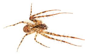 Attēlu rezultāti vaicājumam “Metellina merianae”