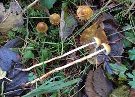 Attēlu rezultāti vaicājumam “Protostropharia alcis”