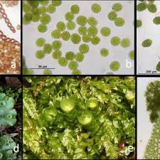 Attēlu rezultāti vaicājumam “Nowellia curvifolia sporophyte”
