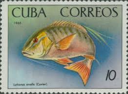 Image result for Lutjanus analis