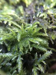 Attēlu rezultāti vaicājumam “Brachythecium salebrosum sporophyte”
