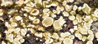 Attēlu rezultāti vaicājumam “Lecanora muralis”