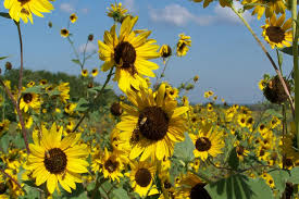 Image result for Helianthus annuus