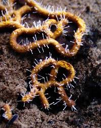 Attēlu rezultāti vaicājumam “Hemitrichia sordivesiculosa macro”