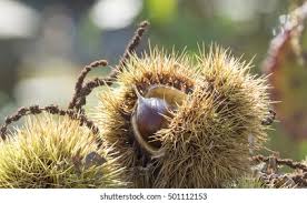 Attēlu rezultāti vaicājumam “Castanea sativa  fruit”