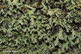 Attēlu rezultāti vaicājumam “Cladonia ramulosa”