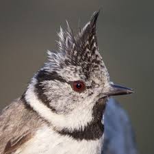 Attēlu rezultāti vaicājumam “Lophophanes cristatus”