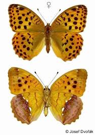 Attēlu rezultāti vaicājumam “Argynnis laodice”