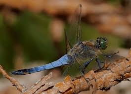 Attēlu rezultāti vaicājumam “Orthetrum cancellatum”
