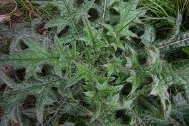 Attēlu rezultāti vaicājumam “Cirsium palustre leaf”