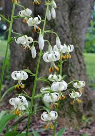 Attēlu rezultāti vaicājumam “Lilium martagon leaf”