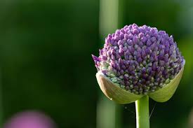 Attēlu rezultāti vaicājumam “Allium holandicum bud”