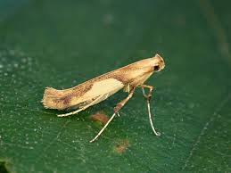 Attēlu rezultāti vaicājumam “Caloptilia hemidactylella”