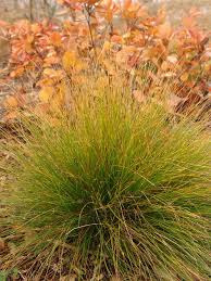 Attēlu rezultāti vaicājumam “Carex arenaria  leaf”