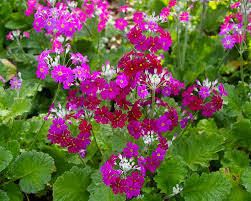 Image result for Primula malacoides