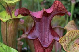 Attēlu rezultāti vaicājumam “Collaria rubens stalked”