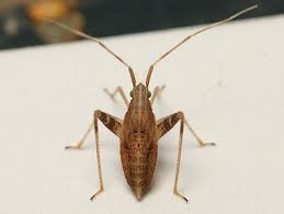 Attēlu rezultāti vaicājumam “Phytocoris varipes”