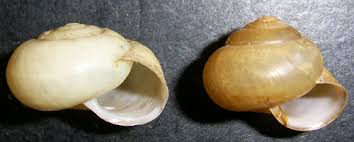 Attēlu rezultāti vaicājumam “Fruticola fruticum”