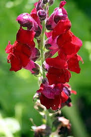 Attēlu rezultāti vaicājumam “Antirrhinum majus leaf”