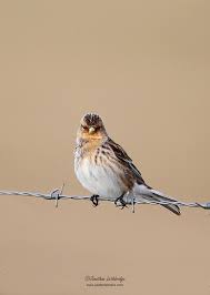 Image result for twite photo
