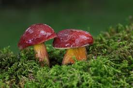 Attēlu rezultāti vaicājumam “Xerocomus rubellus”