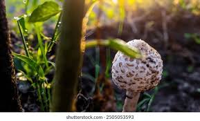 Attēlu rezultāti vaicājumam “Tulostoma fimbriatum”