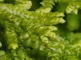 Attēlu rezultāti vaicājumam “Porella platyphylla macro”