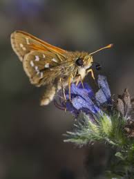 Attēlu rezultāti vaicājumam “Hesperia comma underside”