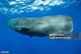 Image result for Physeter macrocephalus