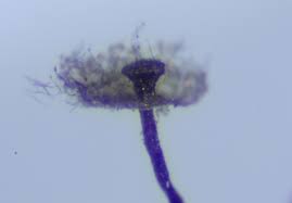 Attēlu rezultāti vaicājumam “Didymium verrucisporum stalked”