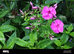 Image result for Phlox paniculata `Sweet Summer`