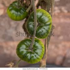 Afbeeldingsresultaat voor prudence purple tomato