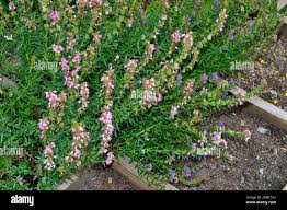 Attēlu rezultāti vaicājumam “Hyssopus officinalis”
