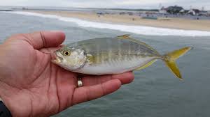 Image result for Caranx crysos