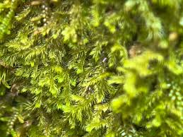 Attēlu rezultāti vaicājumam “Neckera complanata sporophyte”