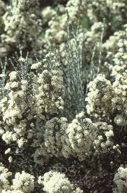 Attēlu rezultāti vaicājumam “Achillea salicifolia flower”