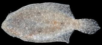 Image result for Paralichthys albigutta