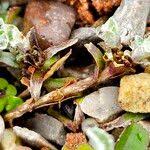 Attēlu rezultāti vaicājumam “Antennaria dioica fruit”