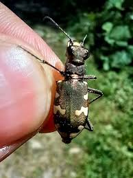 Attēlu rezultāti vaicājumam “Cicindela hybrida”