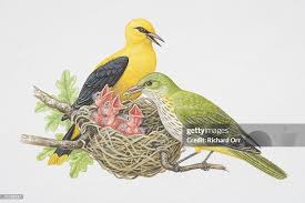 Attēlu rezultāti vaicājumam “Oriolus oriolus male”