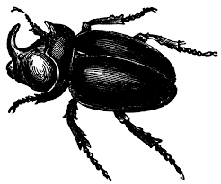 Attēlu rezultāti vaicājumam “Oryctes nasicornis male”