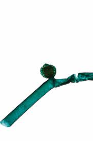 Attēlu rezultāti vaicājumam “Nitella sp.”