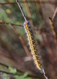 Attēlu rezultāti vaicājumam “Lasiocampa trifolii”