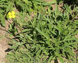 Image result for Diplotaxis tenuifolia