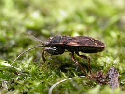Attēlu rezultāti vaicājumam “Eremocoris plebejus”